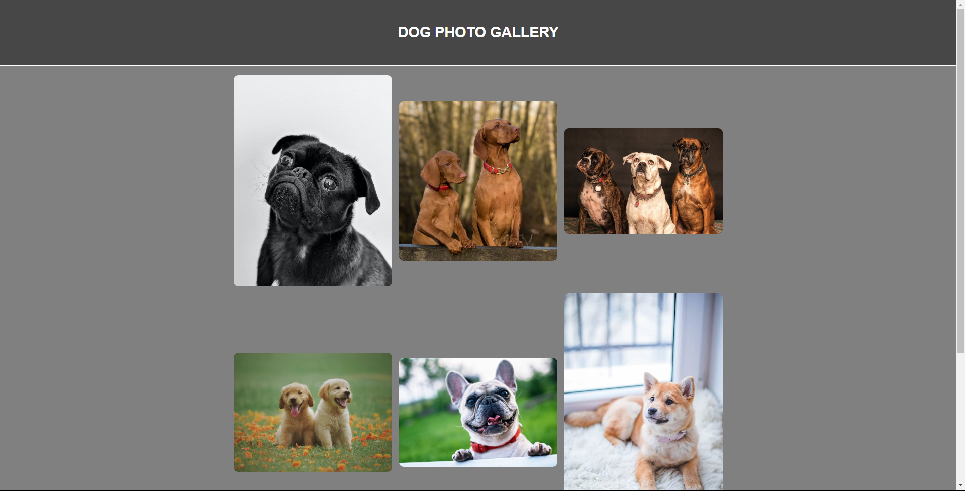 Dog Gallery